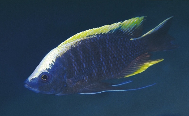Copadichromis geertsi 'Thundu'